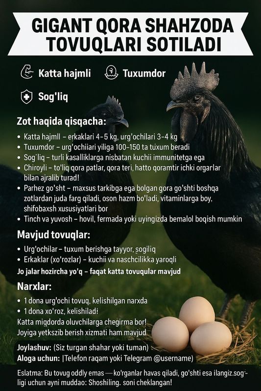 Gigant Qora Shahzoda Tovuqlari, Xo‘rozlari, Tuxumlari va 2 Oylik Jo‘ja Gigant Qora Shahzoda Tovuqlari, Xo‘rozlari, Tuxumlari va 2 Oylik Jo‘ja