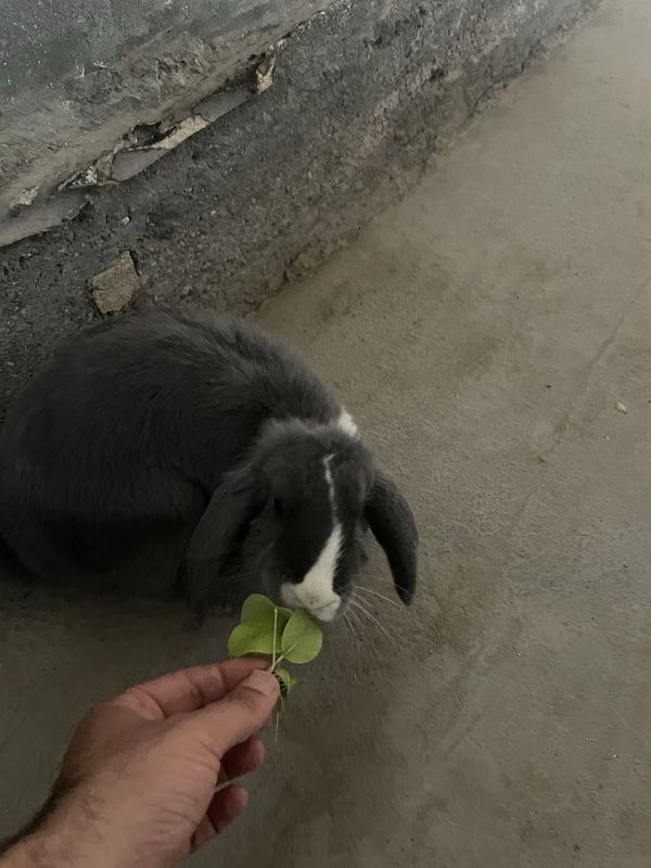 quyonla sotiladi quyonla sotiladi