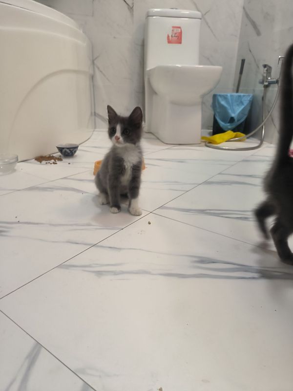 Продаю котят, мальчиков Продаю котят, мальчиков