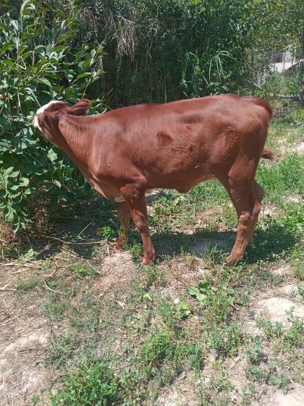 Simental buzoq sotiladi. Simental buzoq sotiladi.