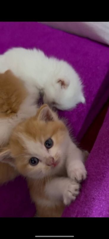 Продаётся котёнок Продаётся котёнок