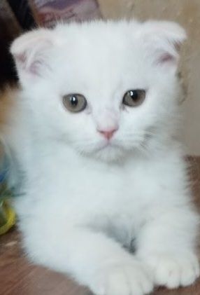 Продаётся породистый котёнок Продаётся породистый котёнок