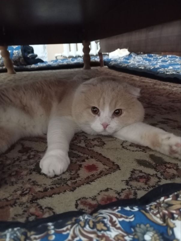 Милый котик Скоттиш Фолд,породистый ,800 тыс Милый котик Скоттиш Фолд,породистый ,800 тыс