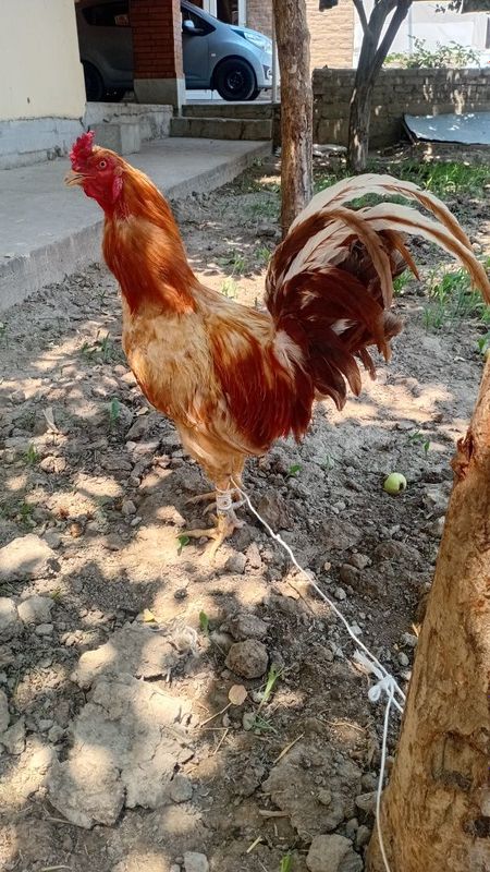 Katta Xuroʻz sotiladi Katta Xuroʻz sotiladi