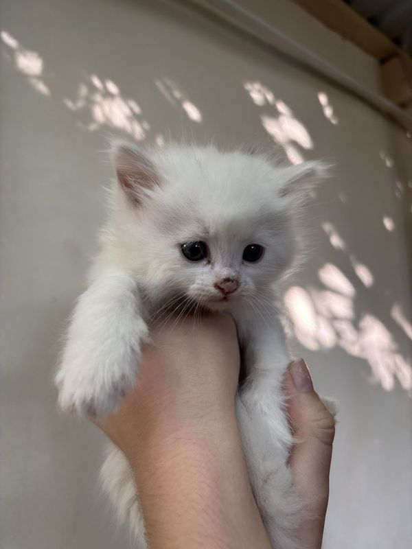 Котята турецкая ангора