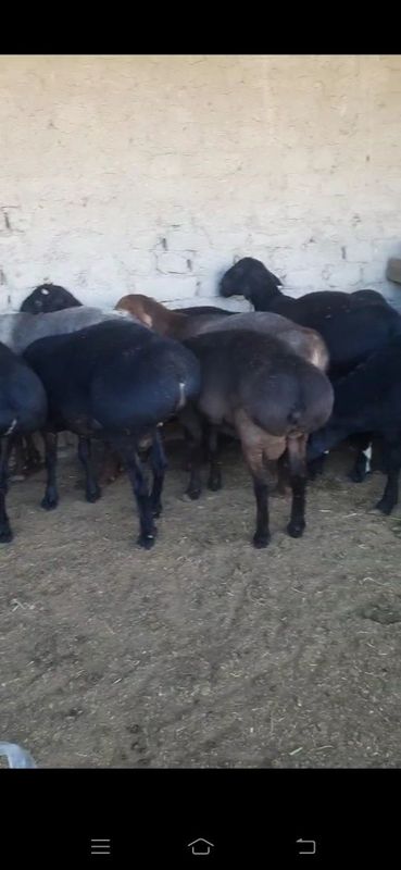 Qurbonlikka va toʻy marosimlariga sifatli qoʻchqorlar bor Qurbonlikka va toʻy marosimlariga sifatli qoʻchqorlar bor