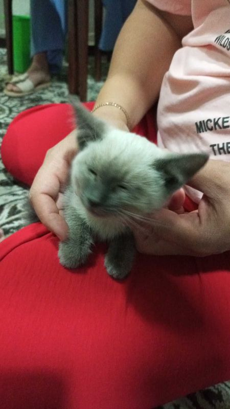 Syamskiy koshka bolasi Syamskiy koshka bolasi
