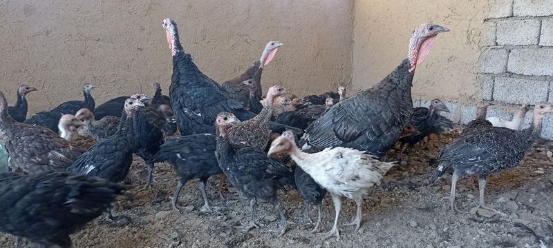 Курка жожалар сотилади