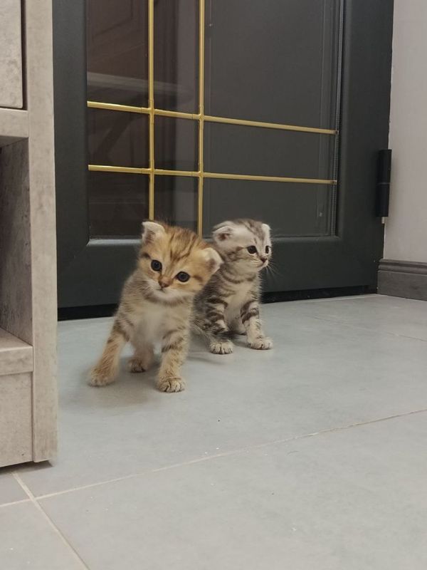 Продается котята, породистые Продается котята, породистые