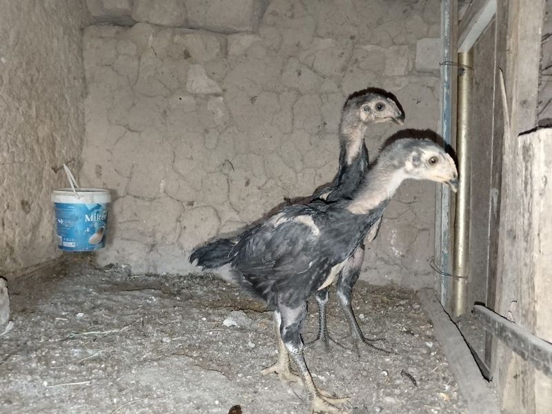 Sotiladi jöja lar yaxshi narsa lar Sotiladi jöja lar yaxshi narsa lar