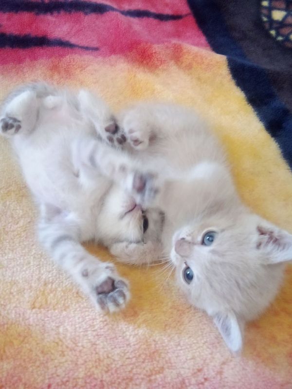6 ta bor zotdor mushuk bolalari