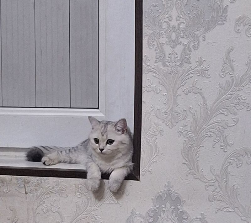 Mushukcha zotli seribristiy shinshila