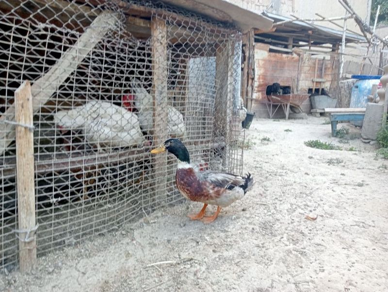Srochno O'rdak sotiladi Srochno O'rdak sotiladi