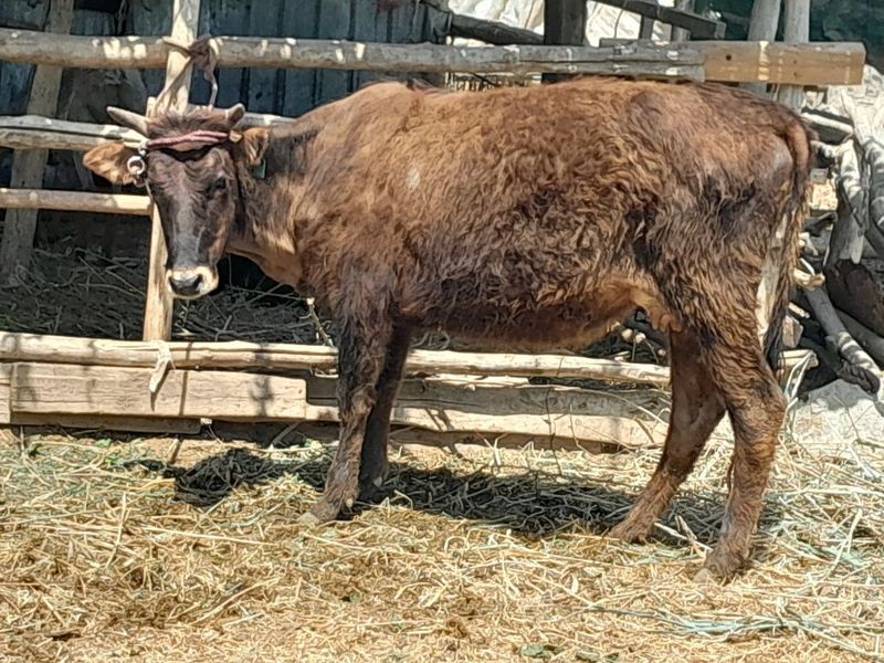 Ona bola sigir sotiladi.1qoringa tug‘gan Ona bola sigir sotiladi.1qoringa tug‘gan