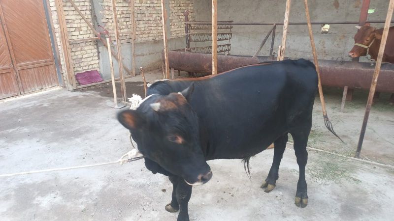Buqacha sotiladi Buqacha sotiladi