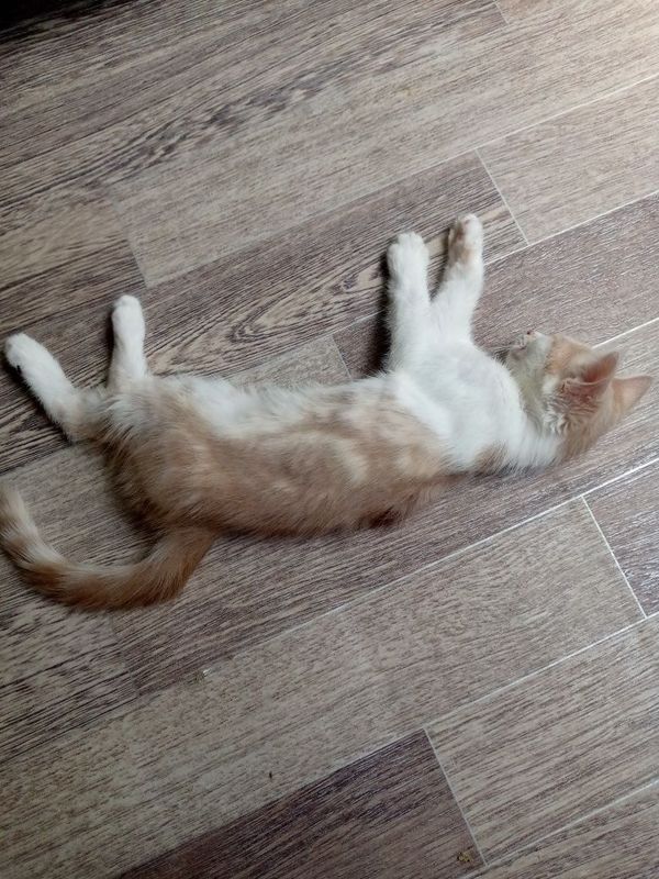 Отдаём котят в хорошие руки Отдаём котят в хорошие руки