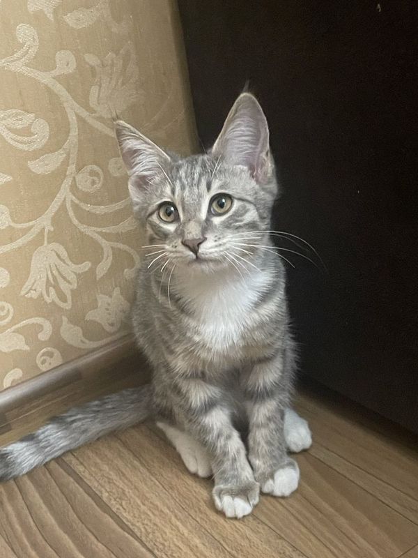 Котята в добрые руки Котята в добрые руки
