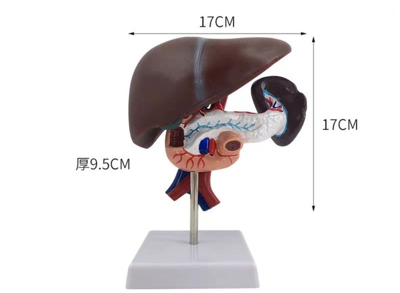 Муляж печень ,желчный пузырь, поджелудочной железы, селезенки