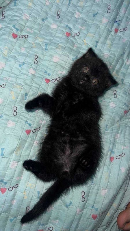 Продается котята 250 тысяч ещё договоримся Продается котята 250 тысяч ещё договоримся