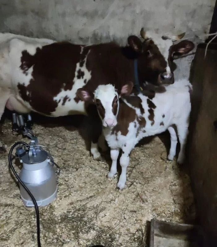 Продам корову телёнок молочный,,, Продам корову телёнок молочный,,,