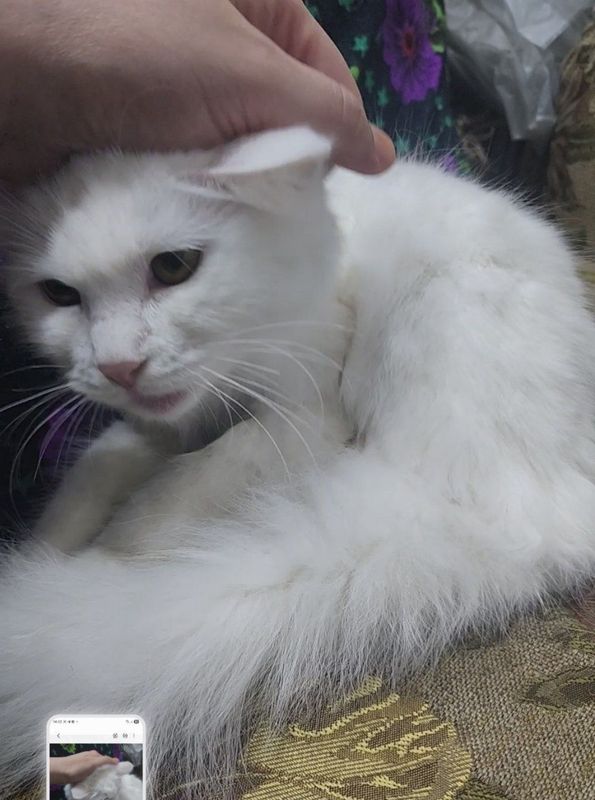 Zottor angora mushugi