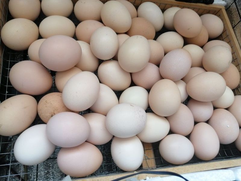 Домашний тухум хонаки Домашний тухум хонаки