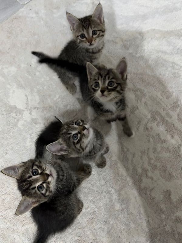 Отдаю котят 2 месяца