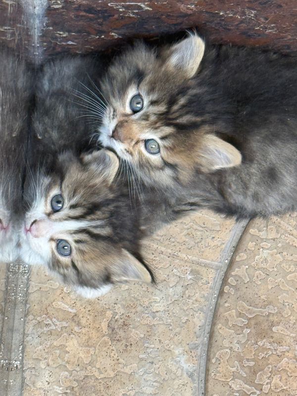 Котята бесплатно в хорошие руки Котята бесплатно в хорошие руки