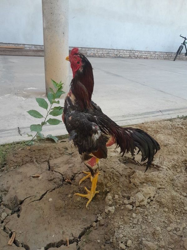 Dakan xuroz sotiladi Dakan xuroz sotiladi