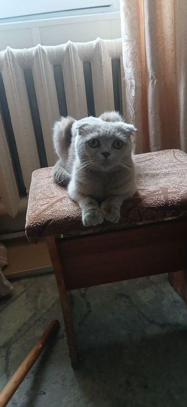 Кошка шотландская вислоухая. Кошка шотландская вислоухая.