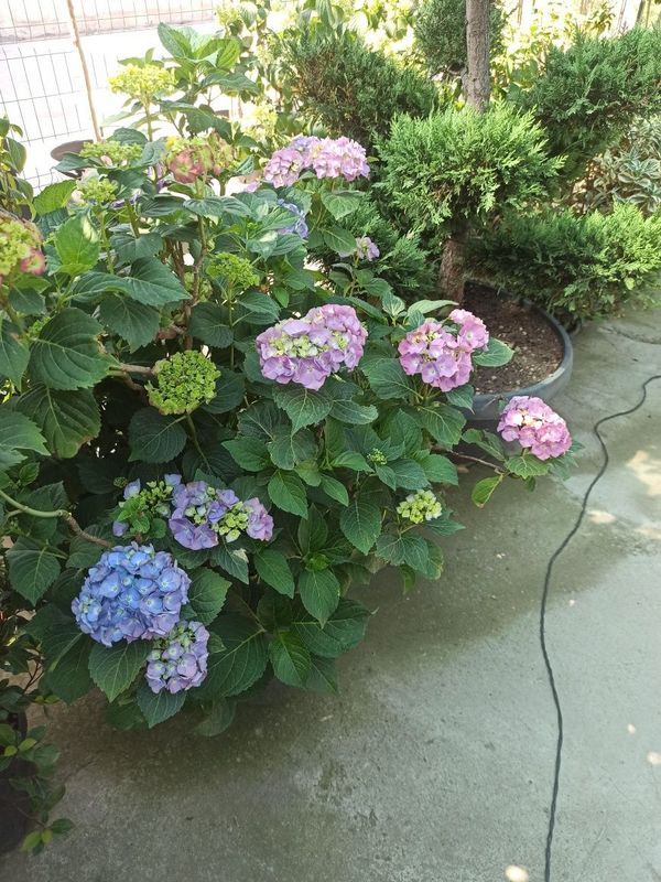 Gardenziya 90$ dan
