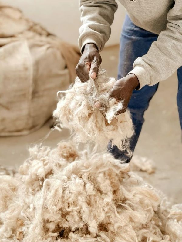 Qo'y yungini olamiz cheklanmagan miqdorda 1.kg narxi 500 so'mdan Qo'y yungini olamiz cheklanmagan miqdorda 1.kg narxi 500 so'mdan