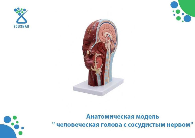 Анатомическая модель " человеческая голова с сосудистым нервом" Анатомическая модель " человеческая голова с сосудистым нервом"