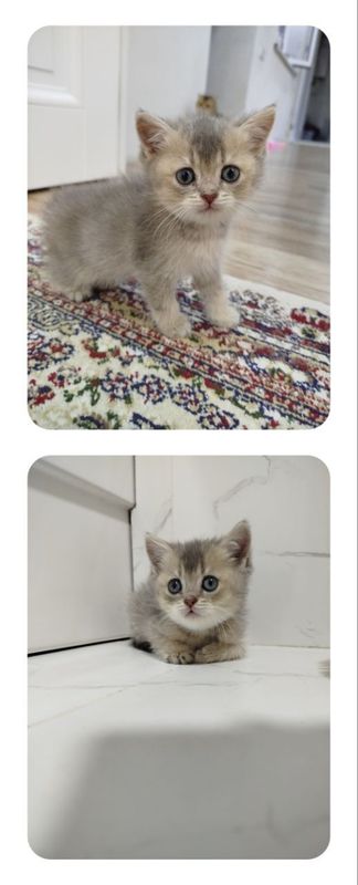 Продаётся котята, породы шиншилла