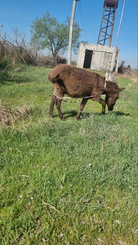 Eshak aravasi bilan arzonga sotvommiza