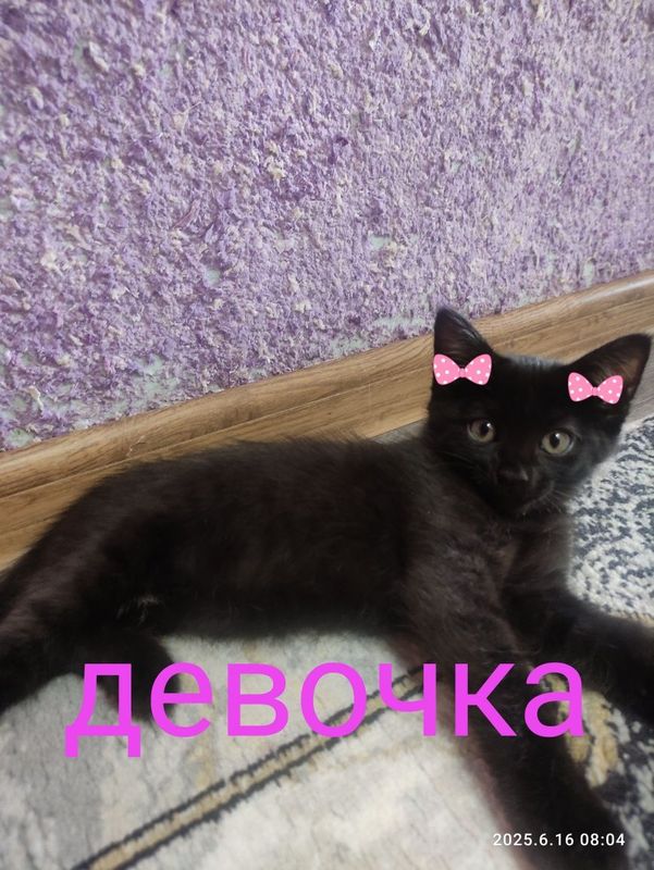 Продаются котята Продаются котята
