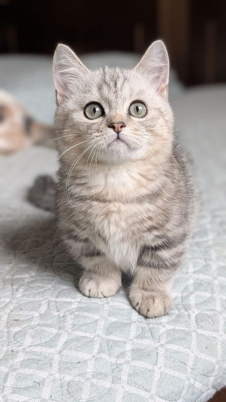 Продаётся котёнок манчкин