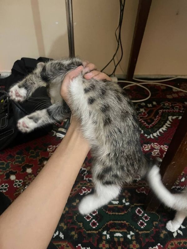 Кошки /. Мушук Кошки /. Мушук