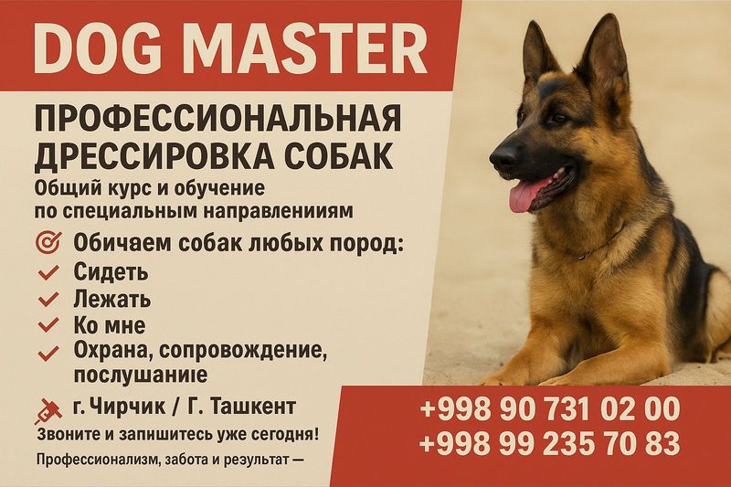 Дрессировка собак