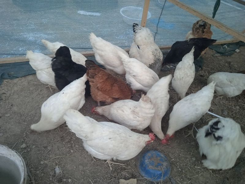 Oq tovuqlar sotiladi 8 ta endi tuxumga kirgan Oq tovuqlar sotiladi 8 ta endi tuxumga kirgan