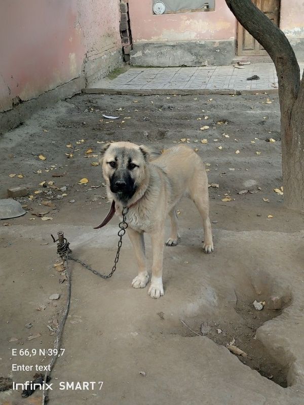 6oylik kangal erkak emlangan 100%