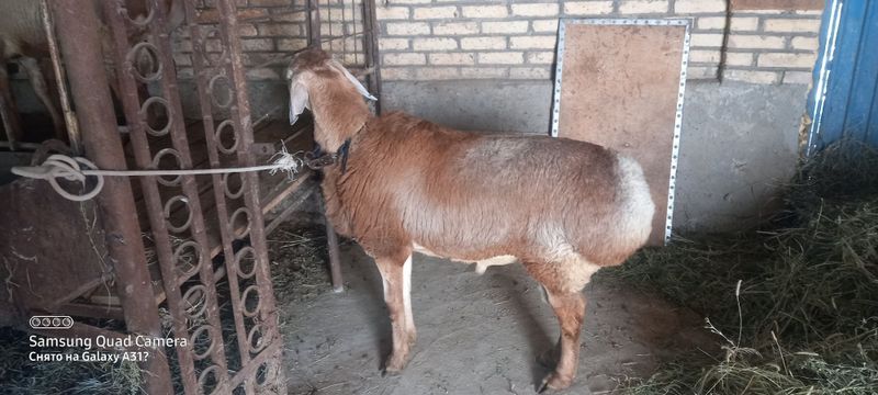 Телефонда келишамиз яна.