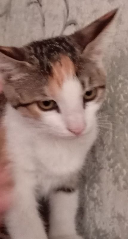 Отдам даром котят. Отдам даром котят.