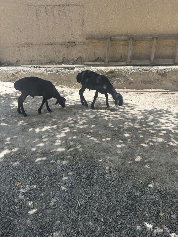 2 ta qoʻy sotiladi ( qoʻzichoqlar ) 2 ta qoʻy sotiladi ( qoʻzichoqlar )