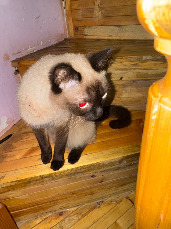 Сиямская кошка