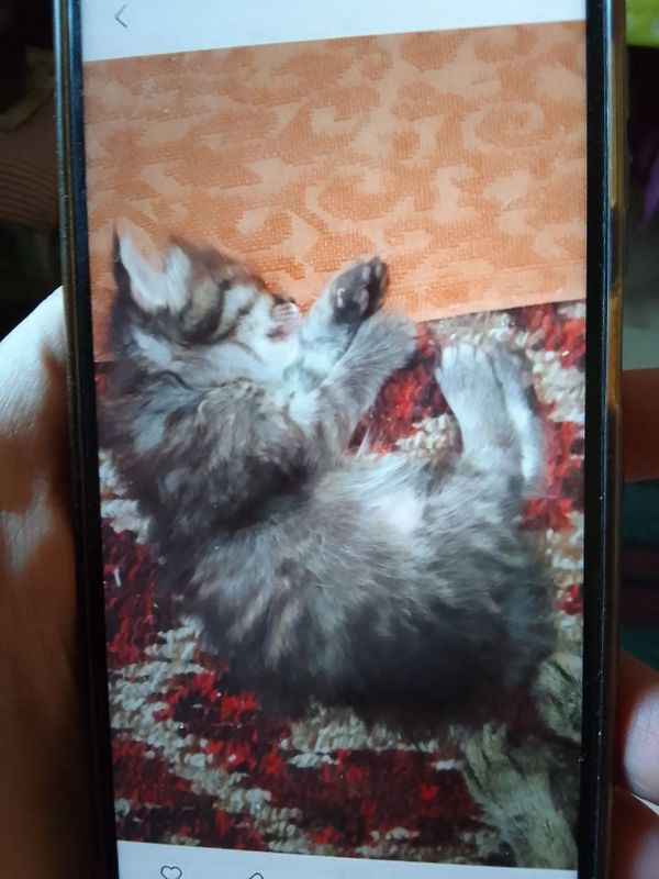Котенок отдаем в хорошие руки Котенок отдаем в хорошие руки