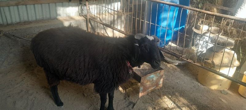 Qo'chqor sotiladi Qo'chqor sotiladi