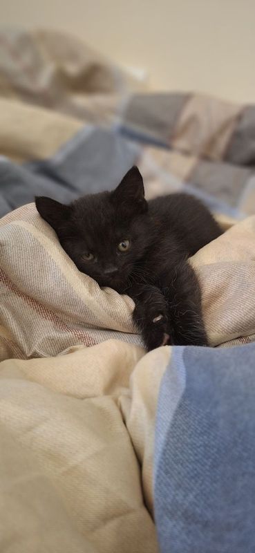 Котёнок Даром, С ненавязчивым отслеживанием судьбы . Котёнок Даром, С ненавязчивым отслеживанием судьбы .