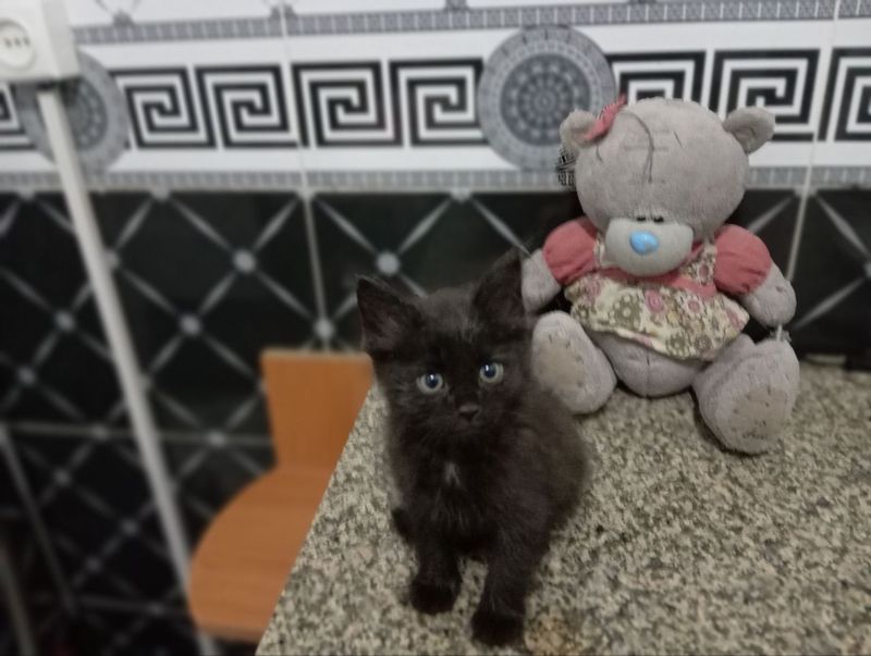 Отдам в заботливые руки котят Отдам в заботливые руки котят