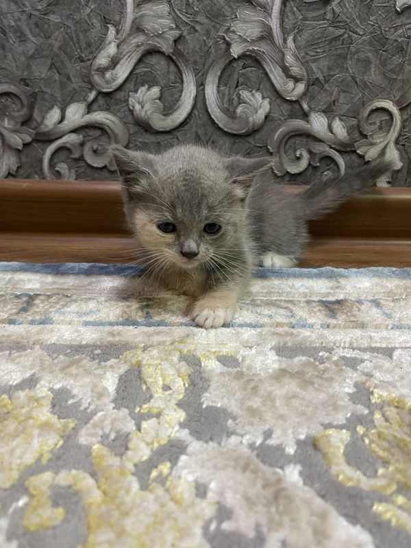 Скотиш. страйт Скотиш. страйт